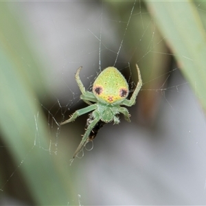 Araneus sp. (genus) at Higgins, ACT - 14 Nov 2025 by AlisonMilton