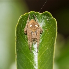 Araneus sp. (genus) at Higgins, ACT - 14 Nov 2025 by AlisonMilton