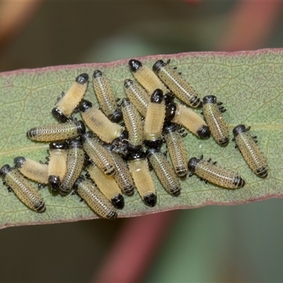 Paropsis atomaria (Eucalyptus leaf beetle) at Latham, ACT - 14 Nov 2025 by AlisonMilton