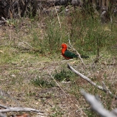 Alisterus scapularis (Australian King-Parrot) at Rendezvous Creek, ACT - 15 Nov 2025 by VanceLawrence