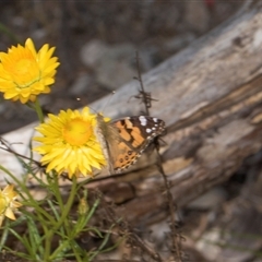 Vanessa kershawi (Australian Painted Lady) at Latham, ACT - 14 Nov 2025 by AlisonMilton