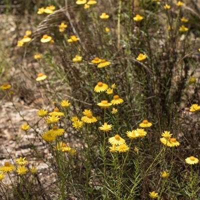 Xerochrysum viscosum (Sticky Everlasting) at Latham, ACT - 14 Nov 2025 by AlisonMilton