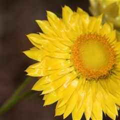 Xerochrysum viscosum (Sticky Everlasting) at Latham, ACT - 14 Nov 2025 by AlisonMilton