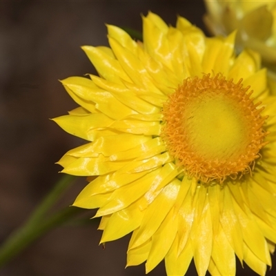 Xerochrysum viscosum (Sticky Everlasting) at Latham, ACT - 14 Nov 2025 by AlisonMilton