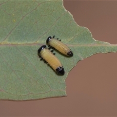 Paropsisterna cloelia (Eucalyptus variegated beetle) at Yarralumla, ACT - 11 Nov 2025 by AlisonMilton