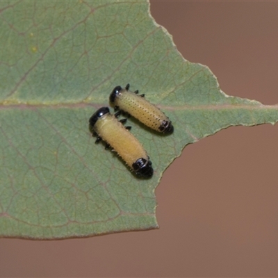 Paropsisterna cloelia (Eucalyptus variegated beetle) at Yarralumla, ACT - 11 Nov 2025 by AlisonMilton