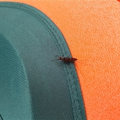 Unverified Mayfly (Ephemeroptera) at Rendezvous Creek, ACT - 15 Nov 2025 by VanceLawrence