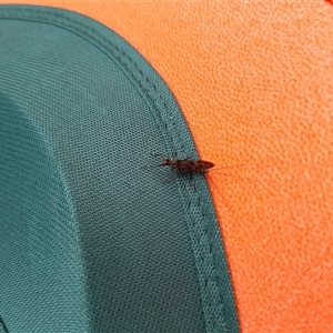 Unverified Mayfly (Ephemeroptera) at Rendezvous Creek, ACT - Today by VanceLawrence