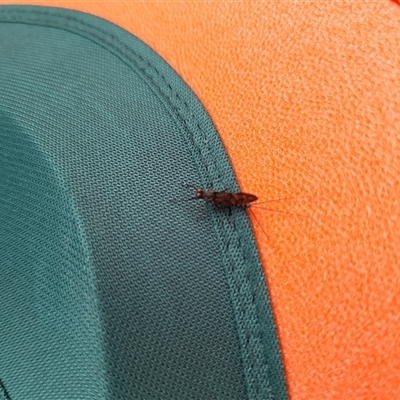 Unverified Mayfly (Ephemeroptera) at Rendezvous Creek, ACT - 15 Nov 2025 by VanceLawrence