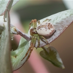 Unverified Other hunting spider at Higgins, ACT - 14 Nov 2025 by AlisonMilton