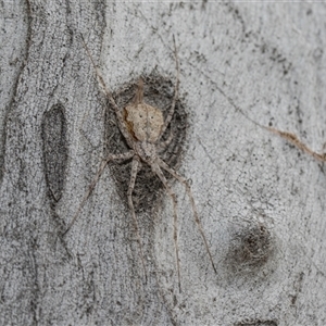 Tamopsis eucalypti (A two-tailed spider) at Higgins, ACT - 14 Nov 2025 by AlisonMilton
