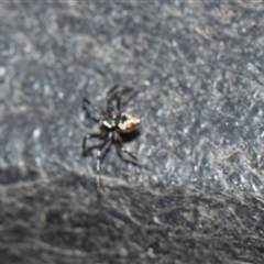 Euryopis splendens at Higgins, ACT - 14 Nov 2025 by AlisonMilton