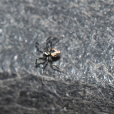 Euryopis splendens at Higgins, ACT - 14 Nov 2025 by AlisonMilton