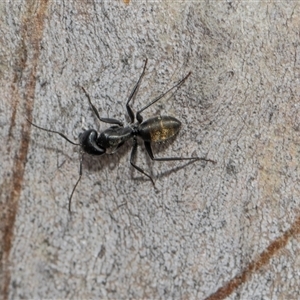 Camponotus aeneopilosus (A Golden-tailed sugar ant) at Higgins, ACT - Yesterday by AlisonMilton