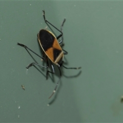 Dindymus versicolor (Harlequin Bug) at Higgins, ACT - 14 Nov 2025 by AlisonMilton