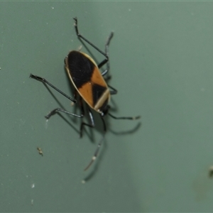 Dindymus versicolor (Harlequin Bug) at Higgins, ACT - 14 Nov 2025 by AlisonMilton