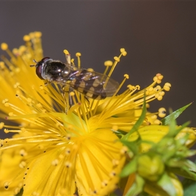 Melangyna viridiceps at Yarralumla, ACT - 11 Nov 2025 by AlisonMilton