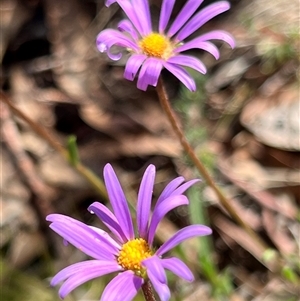 Unverified Daisy by JimL