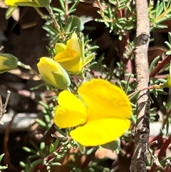 Gompholobium huegelii (pale wedge–pea) at Booth, ACT - 15 Nov 2025 by JimL