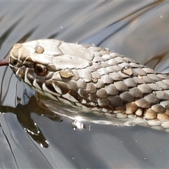 Austrelaps ramsayi (Highlands Copperhead) by JimL