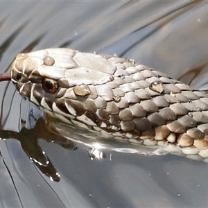 Austrelaps ramsayi (Highlands Copperhead) by JimL