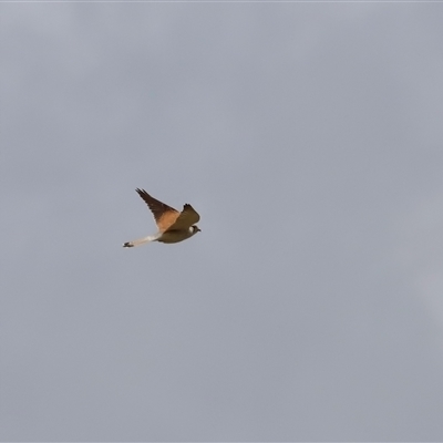 Falco cenchroides (Nankeen Kestrel) at Rendezvous Creek, ACT - 15 Nov 2025 by JimL