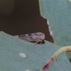 Unverified Leafhopper or planthopper (Hemiptera, several families) at Yarralumla, ACT - 11 Nov 2025 by AlisonMilton