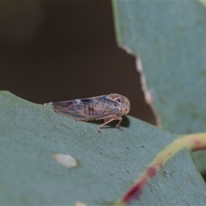 Unverified Leafhopper or planthopper (Hemiptera, several families) at Yarralumla, ACT - 11 Nov 2025 by AlisonMilton