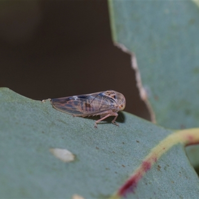 Unverified Leafhopper or planthopper (Hemiptera, several families) at Yarralumla, ACT - 11 Nov 2025 by AlisonMilton