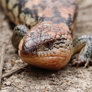 Tiliqua nigrolutea (Blotched Blue-tongue) at Rendezvous Creek, ACT - 15 Nov 2025 by JimL