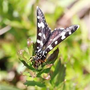 Phalaenoides tristifica (Willow-herb Day-moth) by JimL