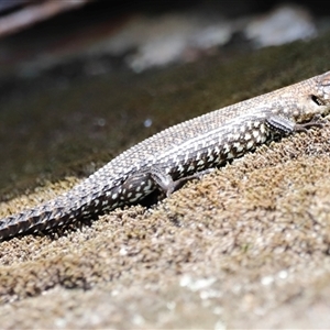 Egernia cunninghami (Cunningham's Skink) by JimL