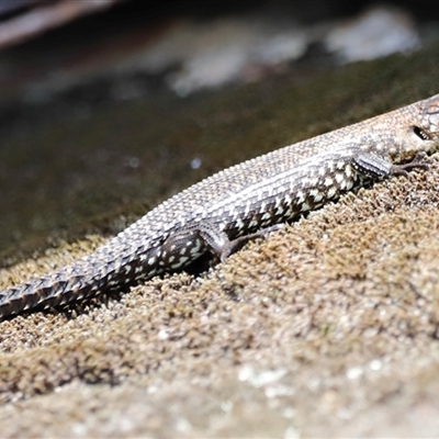 Egernia cunninghami (Cunningham's Skink) at  - suppressed by JimL