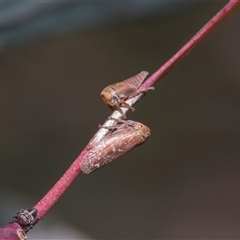 Katipo rubrivenosa (A leafhopper) at Yarralumla, ACT - 11 Nov 2025 by AlisonMilton