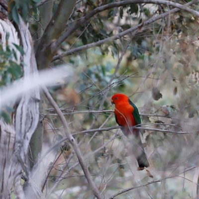 Alisterus scapularis (Australian King-Parrot) at Rendezvous Creek, ACT - 15 Nov 2025 by JimL