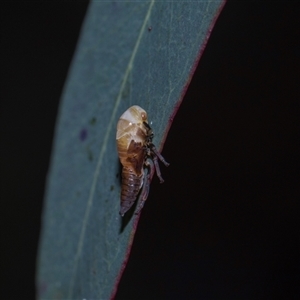 Brunotartessus fulvus (Yellow-headed Leafhopper) at Yarralumla, ACT - 11 Nov 2025 by AlisonMilton