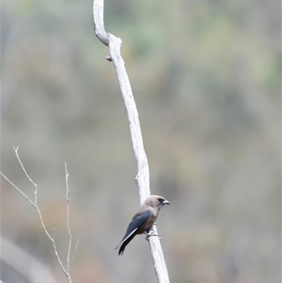 Artamus cyanopterus (Dusky Woodswallow) at Rendezvous Creek, ACT - 15 Nov 2025 by JimL