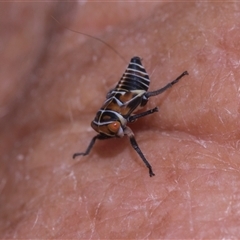 Eurymeloides punctata (Gumtree hopper) at Yarralumla, ACT - 11 Nov 2025 by AlisonMilton