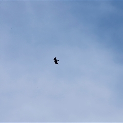 Aquila audax by JimL