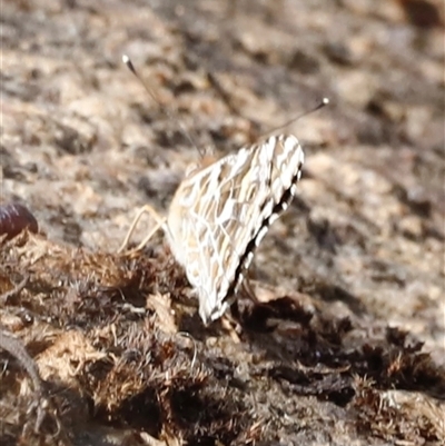 Unverified Butterfly (Lepidoptera, Rhopalocera) at Rendezvous Creek, ACT - 15 Nov 2025 by JimL