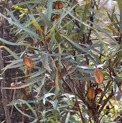 Lomatia myricoides (River Lomatia) at Rendezvous Creek, ACT - 15 Nov 2025 by JimL