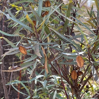 Lomatia myricoides (River Lomatia) at Rendezvous Creek, ACT - 15 Nov 2025 by JimL