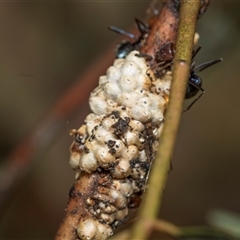 Iridomyrmex purpureus (Meat Ant) at Higgins, ACT - 14 Nov 2025 by AlisonMilton