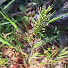 Anthoxanthum odoratum (Sweet Vernal Grass) at Watson, ACT - 3 Nov 2025 by abread111