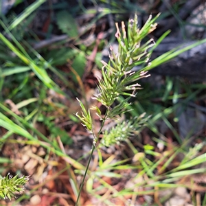 Anthoxanthum odoratum (Sweet Vernal Grass) at Watson, ACT - 3 Nov 2025 by abread111