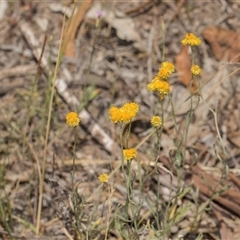 Chrysocephalum apiculatum (Common Everlasting) at Latham, ACT - 14 Nov 2025 by AlisonMilton