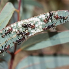Iridomyrmex purpureus (Meat Ant) at Latham, ACT - 14 Nov 2025 by AlisonMilton