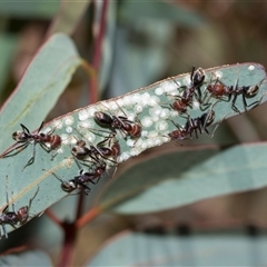 Glycaspis sp. (genus) at Latham, ACT - 14 Nov 2025 by AlisonMilton
