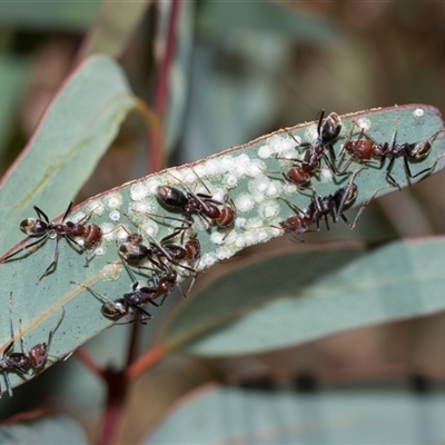 Glycaspis sp. (genus) at Latham, ACT - 14 Nov 2025 by AlisonMilton