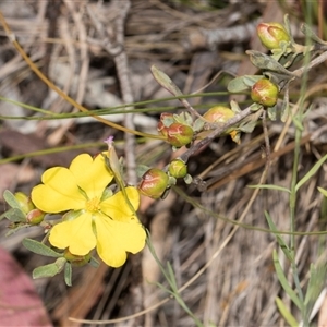 Goodenia hederacea subsp. hederacea at Latham, ACT - 14 Nov 2025 by AlisonMilton